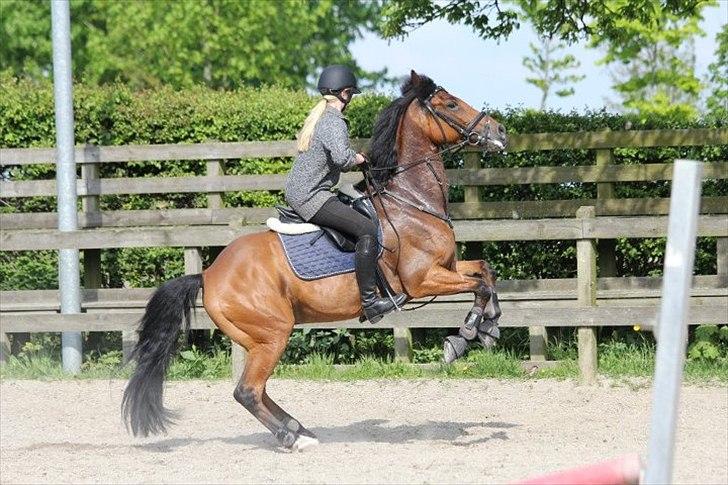 Anden særlig race Michelangelo - Mis var lidt vildt, da vi skulle springe :P billede 9