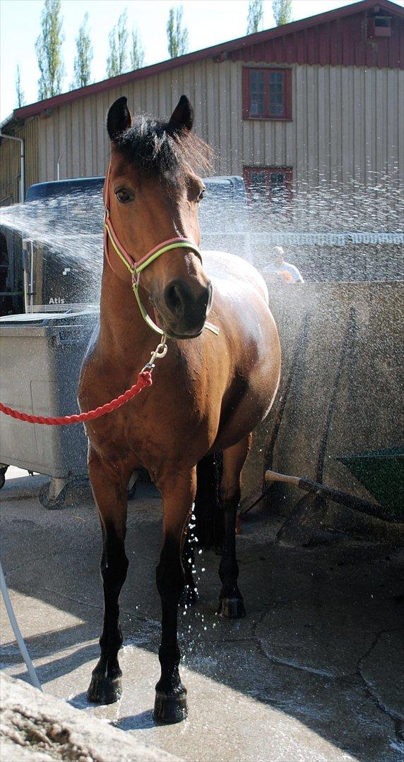 Anden særlig race Kildegårdens Socky - En som dig, glemmer man ikke <3 billede 4