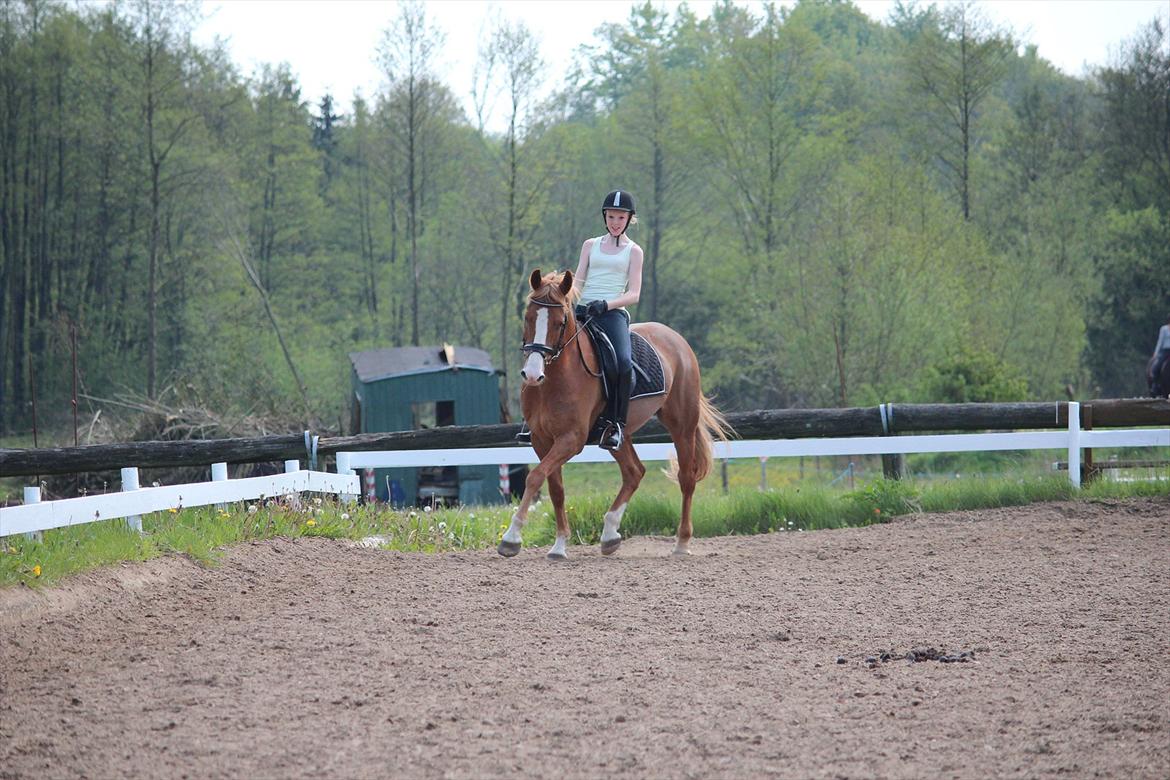 DSP Foxtrot - Alm. træning i april billede 9