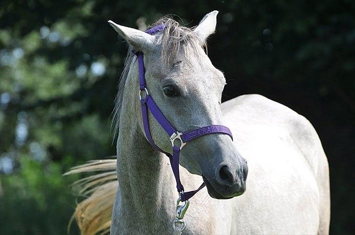 Arabisk fuldblod (OX) | Diemma <3 *Amy* - If people say "you can't". I turn around and say "watch me"
Foto: ESC billede 10