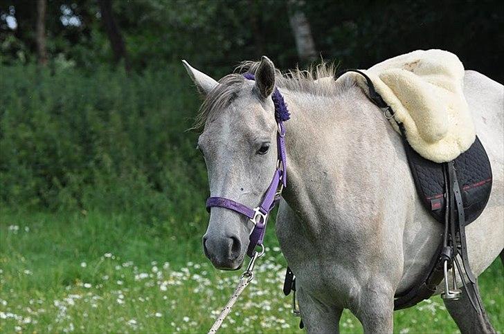 Arabisk fuldblod (OX) | Diemma <3 *Amy* - You'll be in my heart - Forever and always
Foto: ESC billede 15