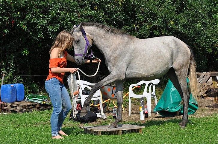 Arabisk fuldblod (OX) | Diemma <3 *Amy* - Blær, blær :)
Foto: ESC billede 19