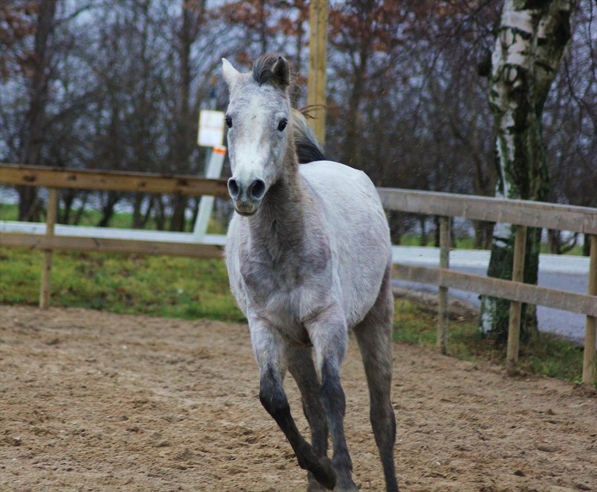 Arabisk fuldblod (OX) | Diemma <3 *Amy* - "A single rose can be my garden... a single friend can be my world. " Foto: Mig
 <3 billede 20