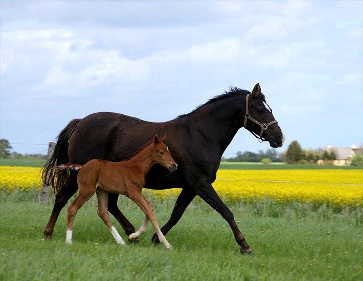 DSP Enzo M - Enzo og Dutchy billede 2