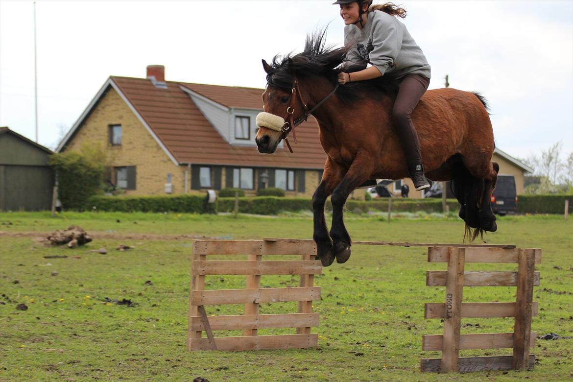 New Forest -Lilholdst Paloma [TheDreamHorse] - <3
Foto// Maiken Hallas. billede 15