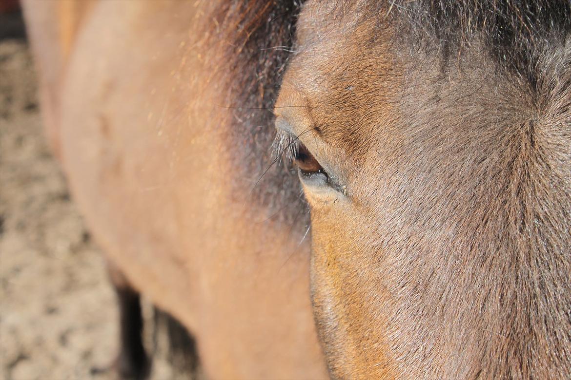 Islænder vigdis fra tågelundgård!:-* - Min øjesten :-* Foto: Mig billede 2