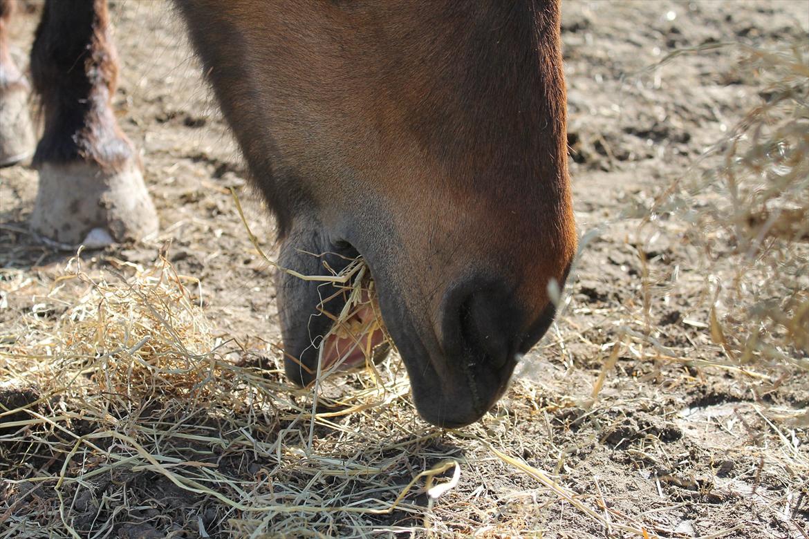 Islænder vigdis fra tågelundgård!:-* - Mit eget Æsel :-* Foto: Mig billede 8