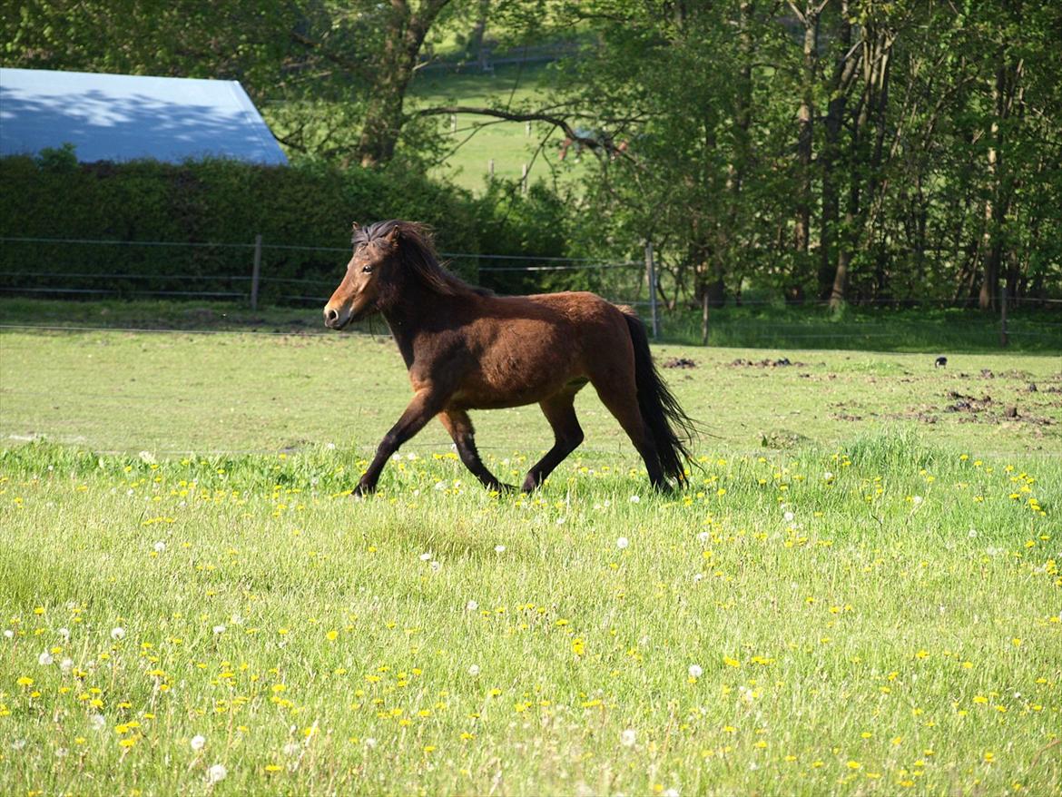 Islænder Dís fra Martinez - Dís - 3 år.! :) Foto: mor billede 19