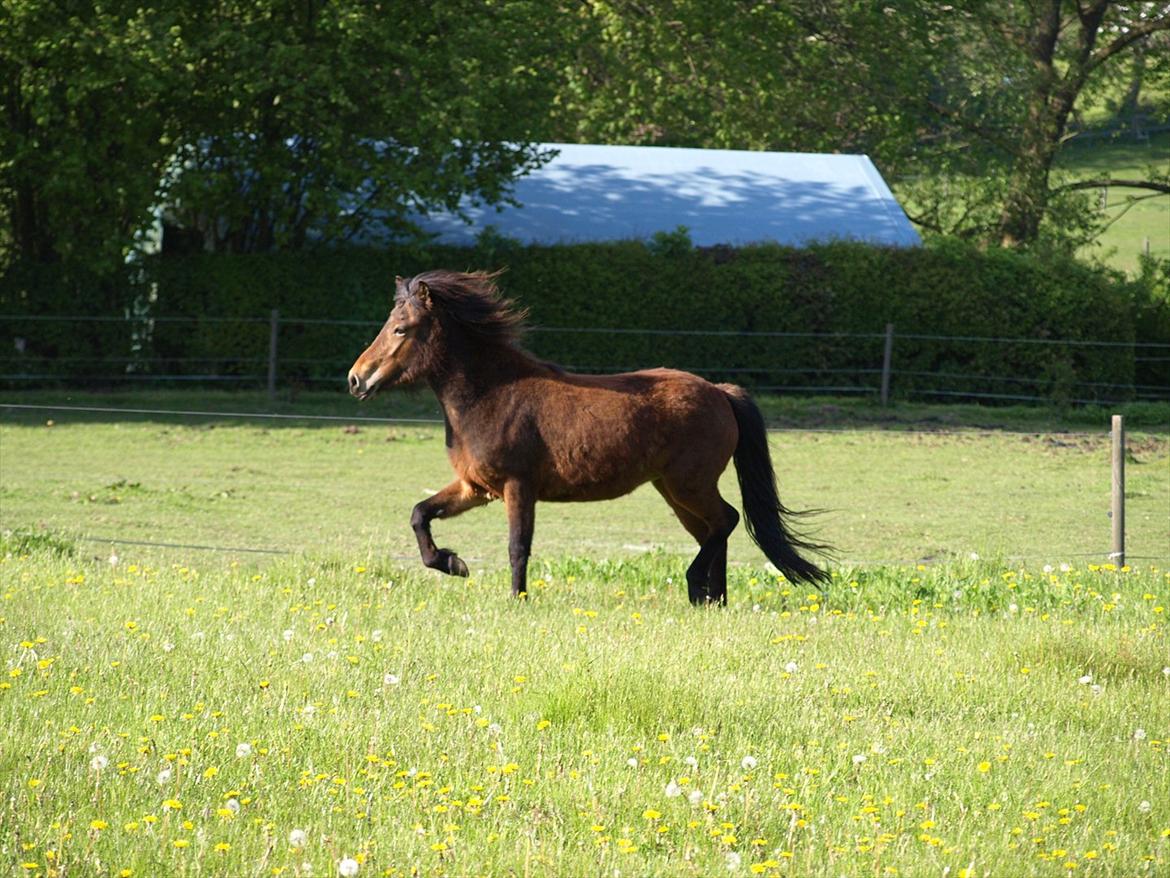 Islænder Dís fra Martinez - Dís - 3 år. Foto: Mor billede 20