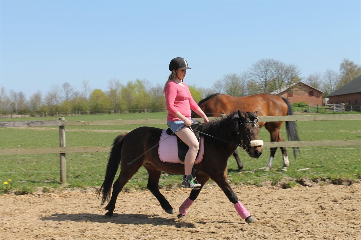 Islænder vigdis fra tågelundgård!:-* - Min lille trav pony'prut :-* Foto: Julie med mit kamera billede 9