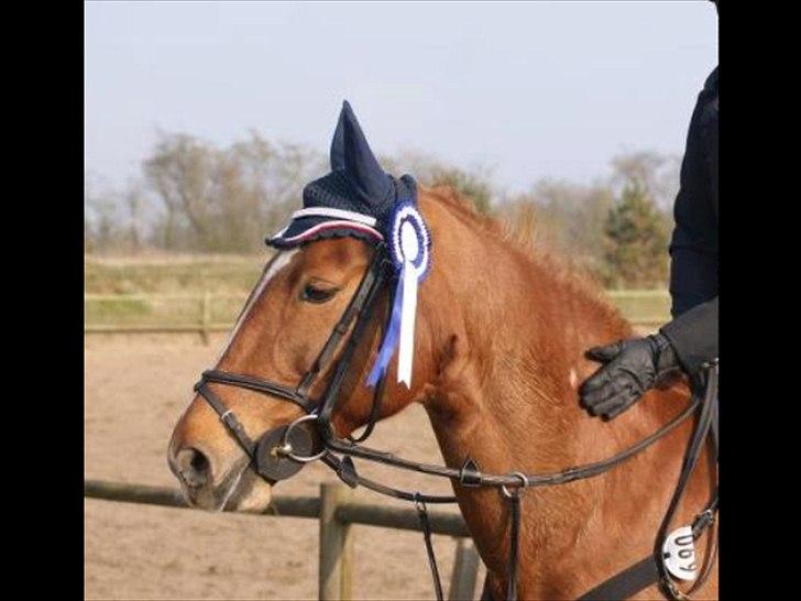 Anden særlig race Papaya - Papaya efter hun vandt en 2. plads med 0 fejl i LB1* med Celina på Snorgaarden :)<3. billede 5