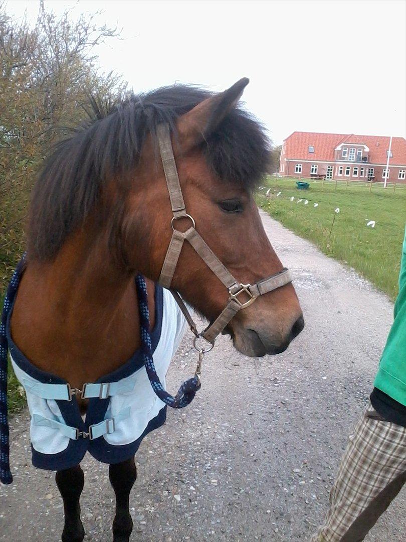 Anden særlig race Björk  - Kig på fotografen :D billede 5