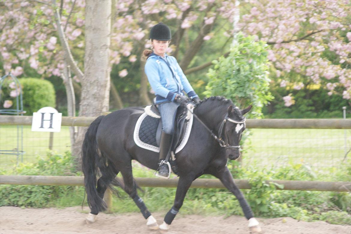 Welsh Pony af Cob-type (sec C) Dorthealyst Socks - Dressurtræning maj 2012 billede 2