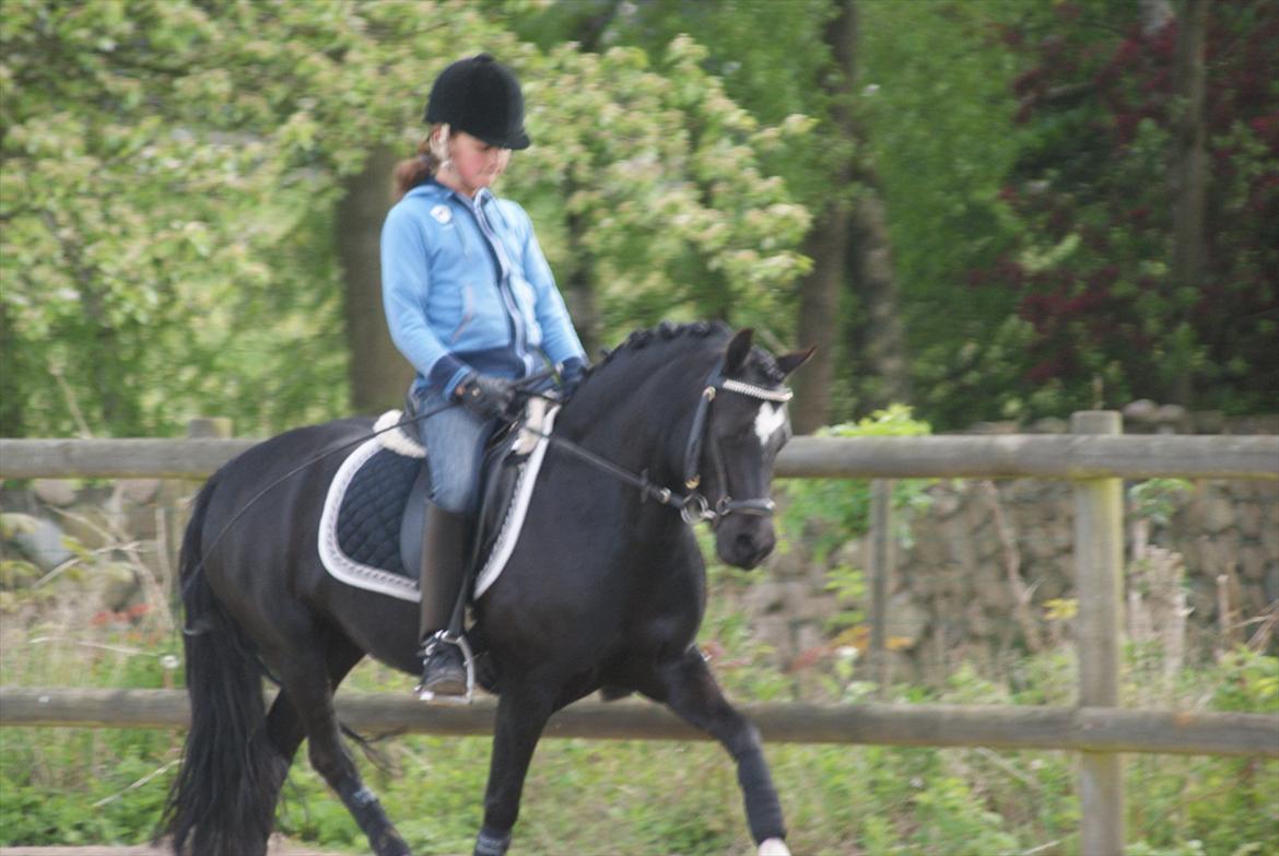 Welsh Pony af Cob-type (sec C) Dorthealyst Socks - Fine fine Sokke-dyr::-)
Maj 2012 billede 4