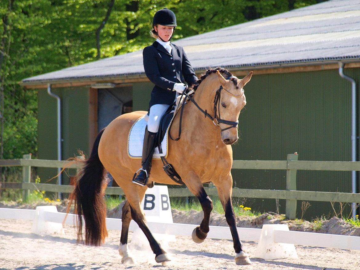 Welsh Cob (sec D) Ocebio - Jeg står i evig gæld til dig <3 
Annika Løvmose Holm - tak for billedet søde :D billede 7