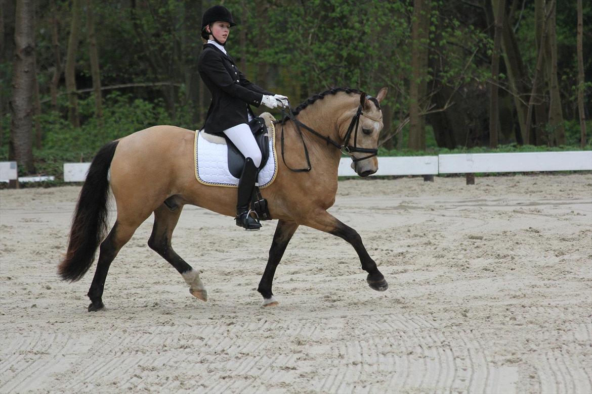 Welsh Cob (sec D) Ocebio - sød, sød pony! Bernstoffparken i Maj hvor vi red os til en 3. plads <3 Sara Lethan billede 4