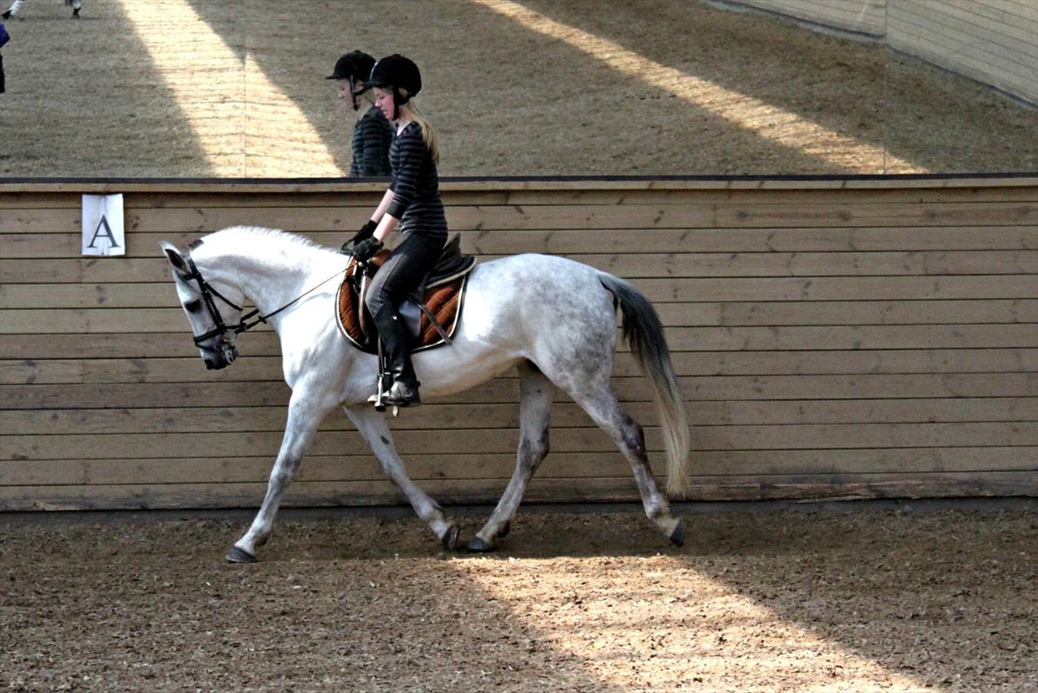 Tysk Sportspony Monique - Trav d. 17-5-12
- Ved godt min opstilling er grim! billede 16