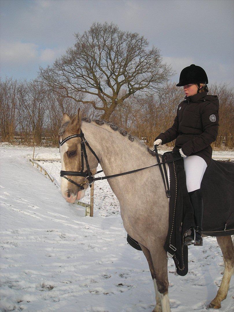 Hollandsk Sportspony Pokemon - Stævne på Svendborg Rideklub :) FOTO: Helle Jørgensen billede 16