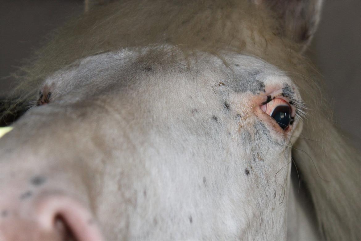 Anden særlig race Jasmine (Snuske) billede 10