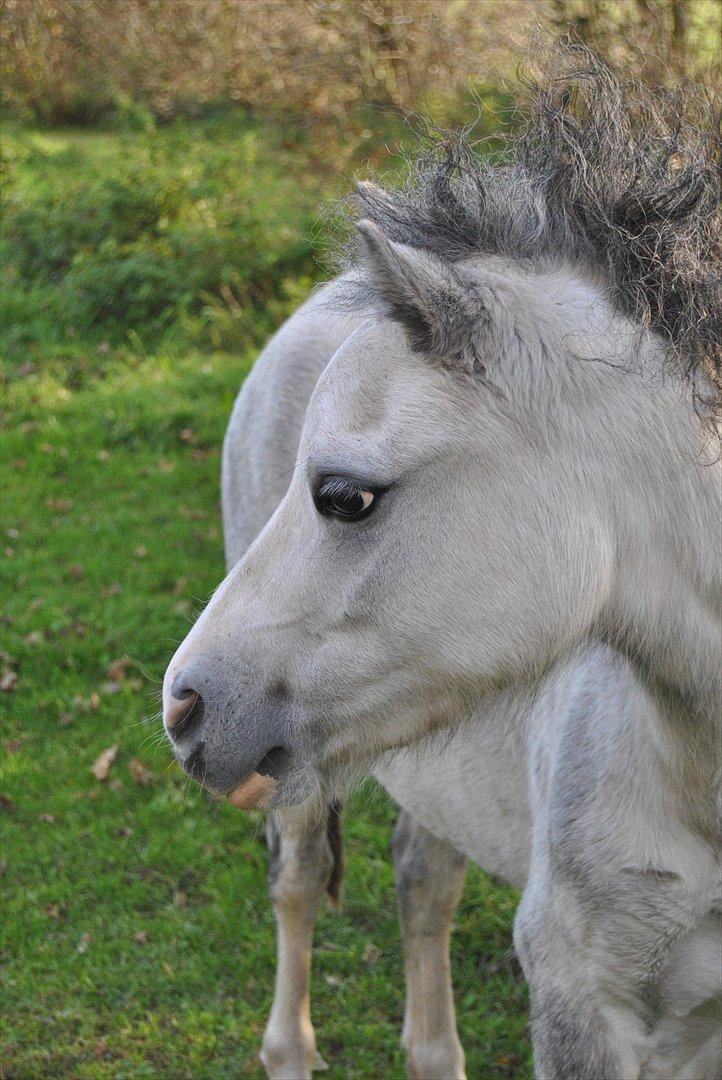 Welsh Mountain (sec A) Liljelund´s Angelina billede 1