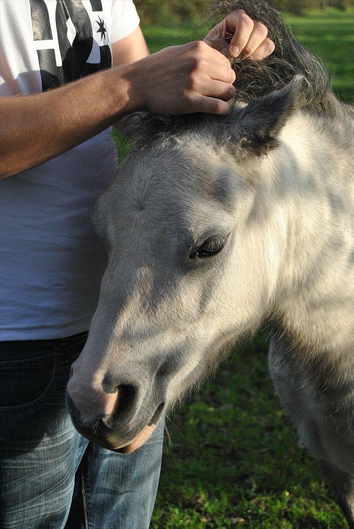 Welsh Mountain (sec A) Liljelund´s Angelina billede 2