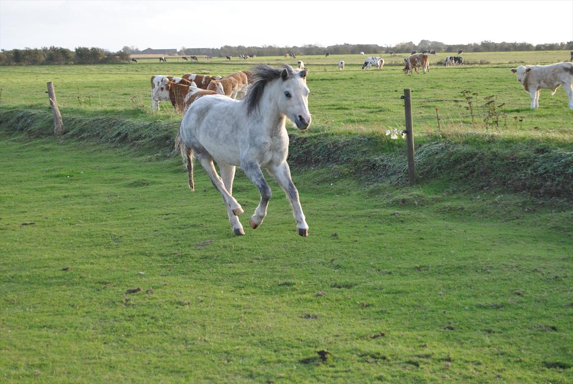 Welsh Mountain (sec A) Liljelund´s Angelina billede 3