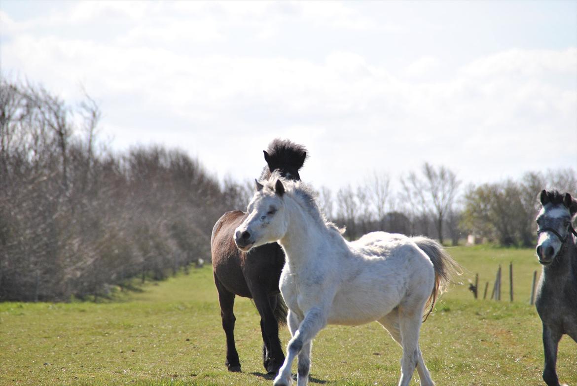 Welsh Mountain (sec A) Liljelund´s Angelina billede 4
