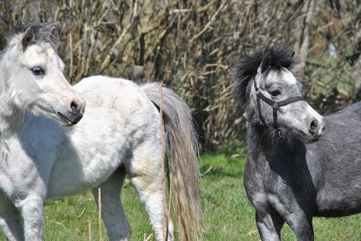 Welsh Mountain (sec A) Liljelund´s Angelina billede 6