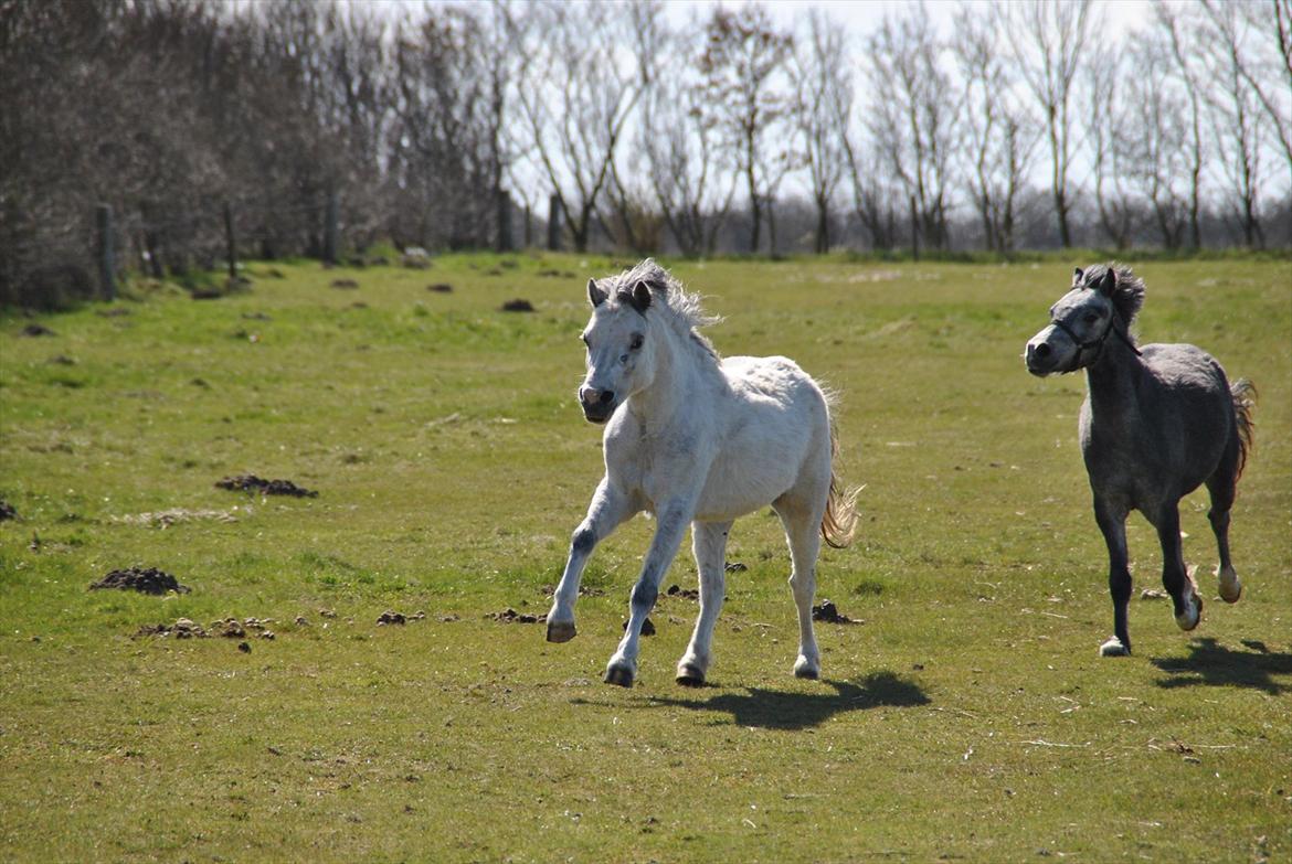 Welsh Mountain (sec A) Liljelund´s Angelina billede 8