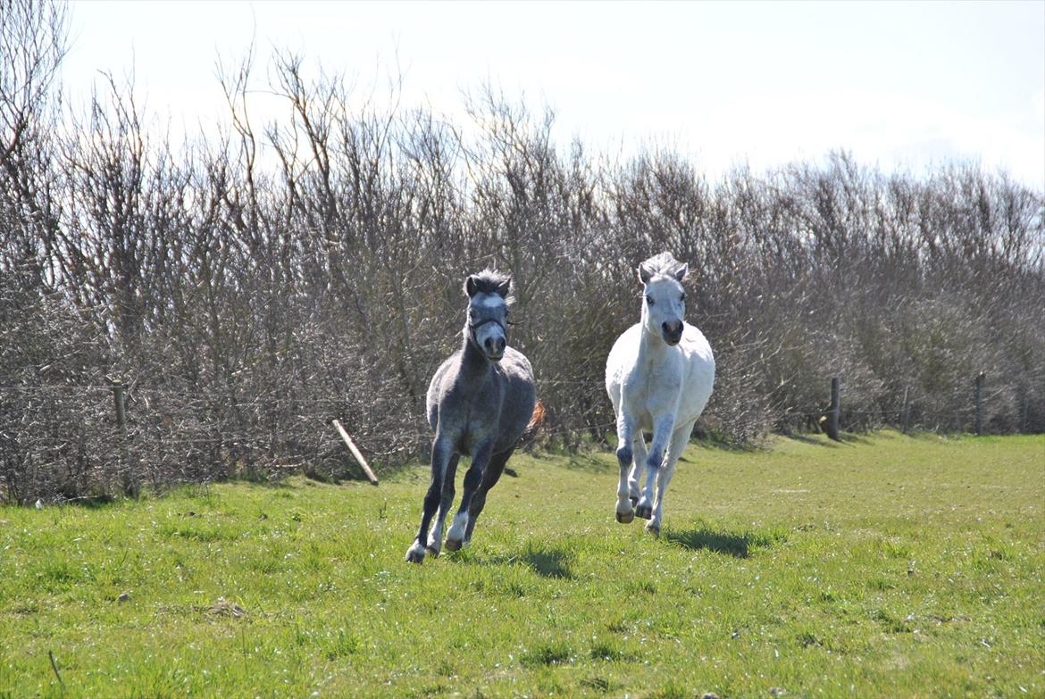 Welsh Mountain (sec A) Liljelund´s Angelina - bedste venner billede 9