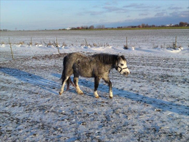 Welsh Mountain (sec A) Liljelund´s Angelina - Lille baby - undskyld kvali. billede 11