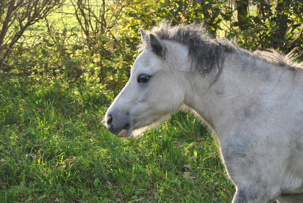Welsh Mountain (sec A) Liljelund´s Angelina billede 12