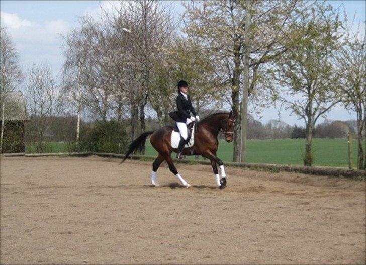 Dansk Varmblod Cato billede 16