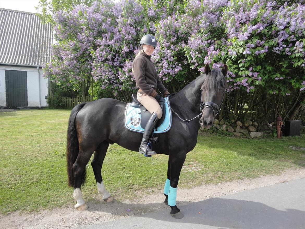 Welsh Cob (sec D) LSG Cæsar (Casino) - Solgt  billede 46