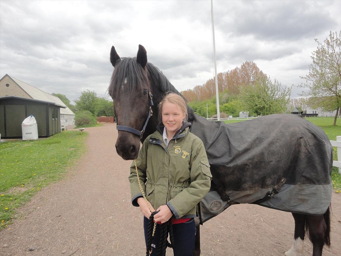 Welsh Cob (sec D) LSG Cæsar (Casino) - Solgt  - Mig og Casino :-) billede 47