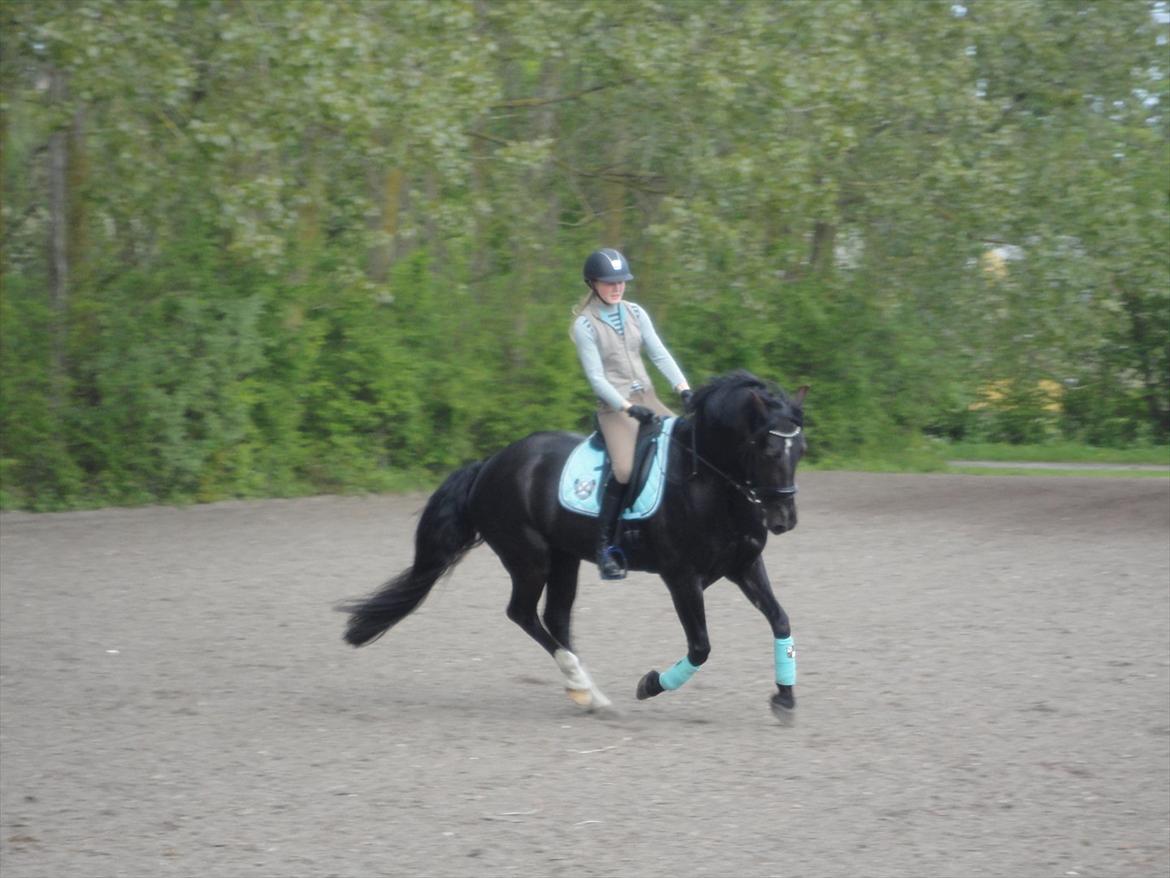 Welsh Cob (sec D) LSG Cæsar (Casino) - Solgt  - <3 billede 40
