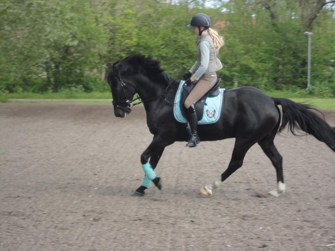 Welsh Cob (sec D) LSG Cæsar (Casino) - Solgt  - <3 billede 37