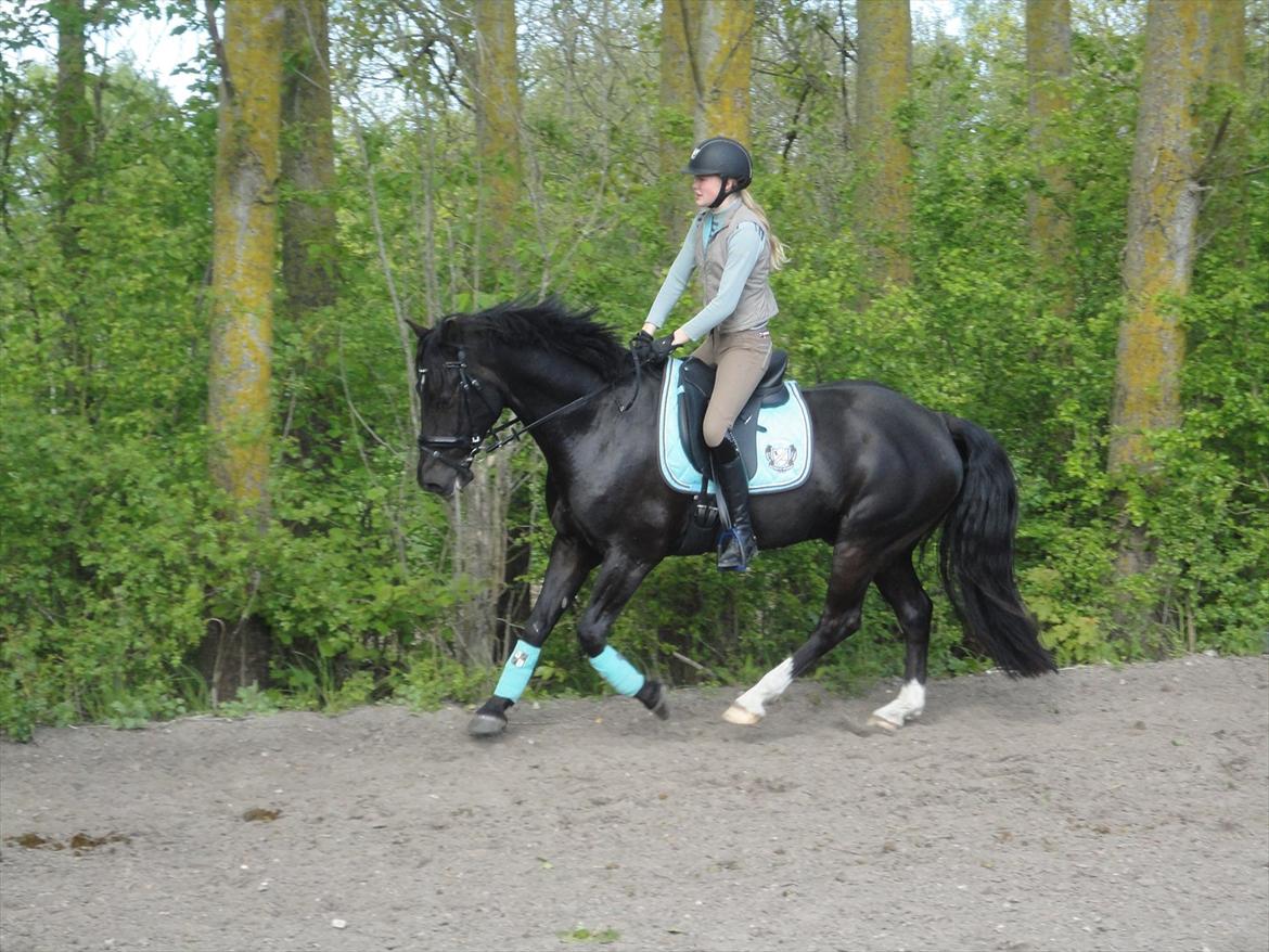 Welsh Cob (sec D) LSG Cæsar (Casino) - Solgt  - ....<3 billede 38