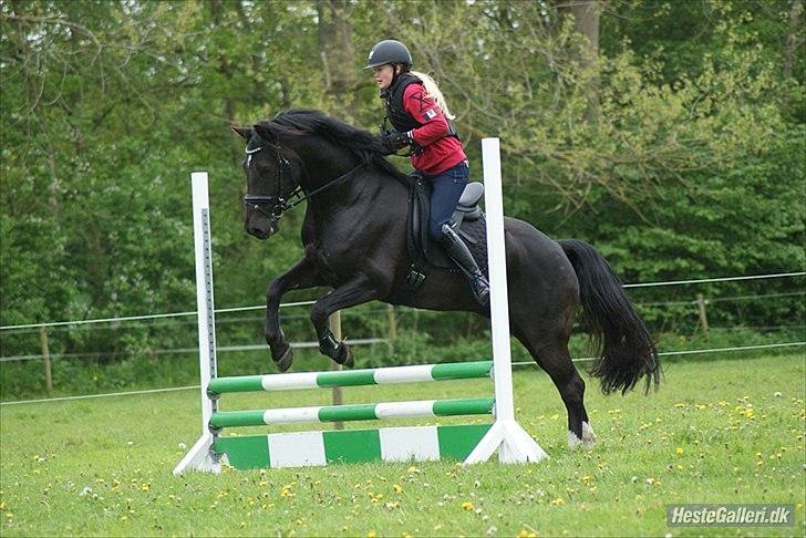 Welsh Cob (sec D) LSG Cæsar (Casino) - Solgt  - En af de første gange jeg sprang på ham hjemme <3  billede 43