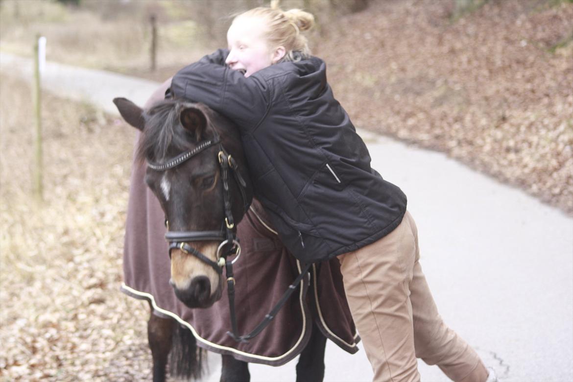 Hollandsk Sportspony Flipper<3 energibumben<3 billede 4