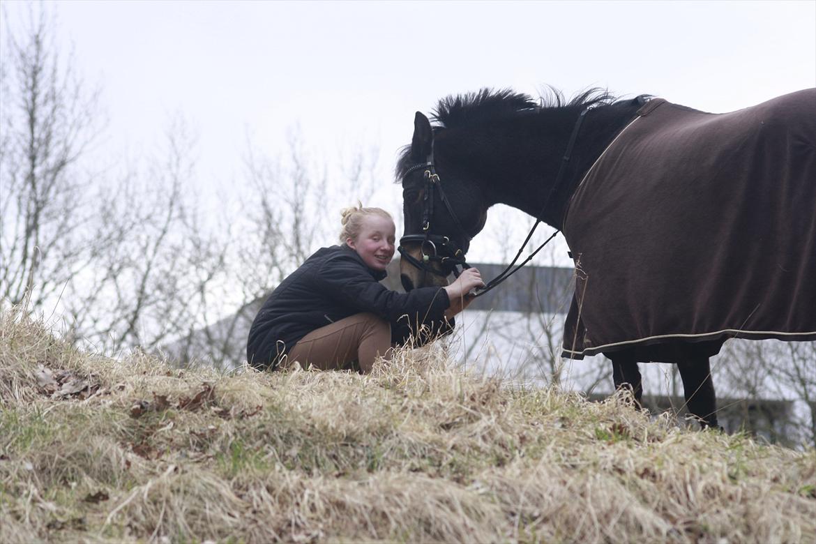 Hollandsk Sportspony Flipper<3 energibumben<3 billede 11