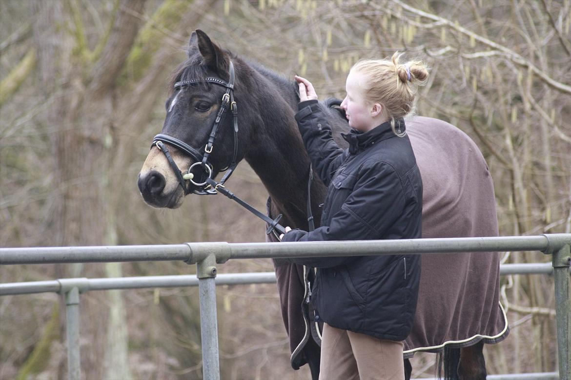 Hollandsk Sportspony Flipper<3 energibumben<3 billede 13