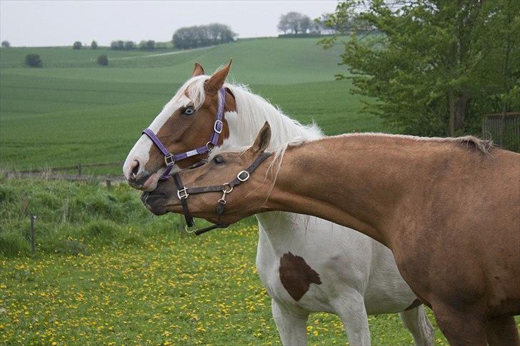 Pinto Blue Eyed Apache - Apache sammen med hendes kæreste og forhåbentlige kommende far til følle :-) billede 6