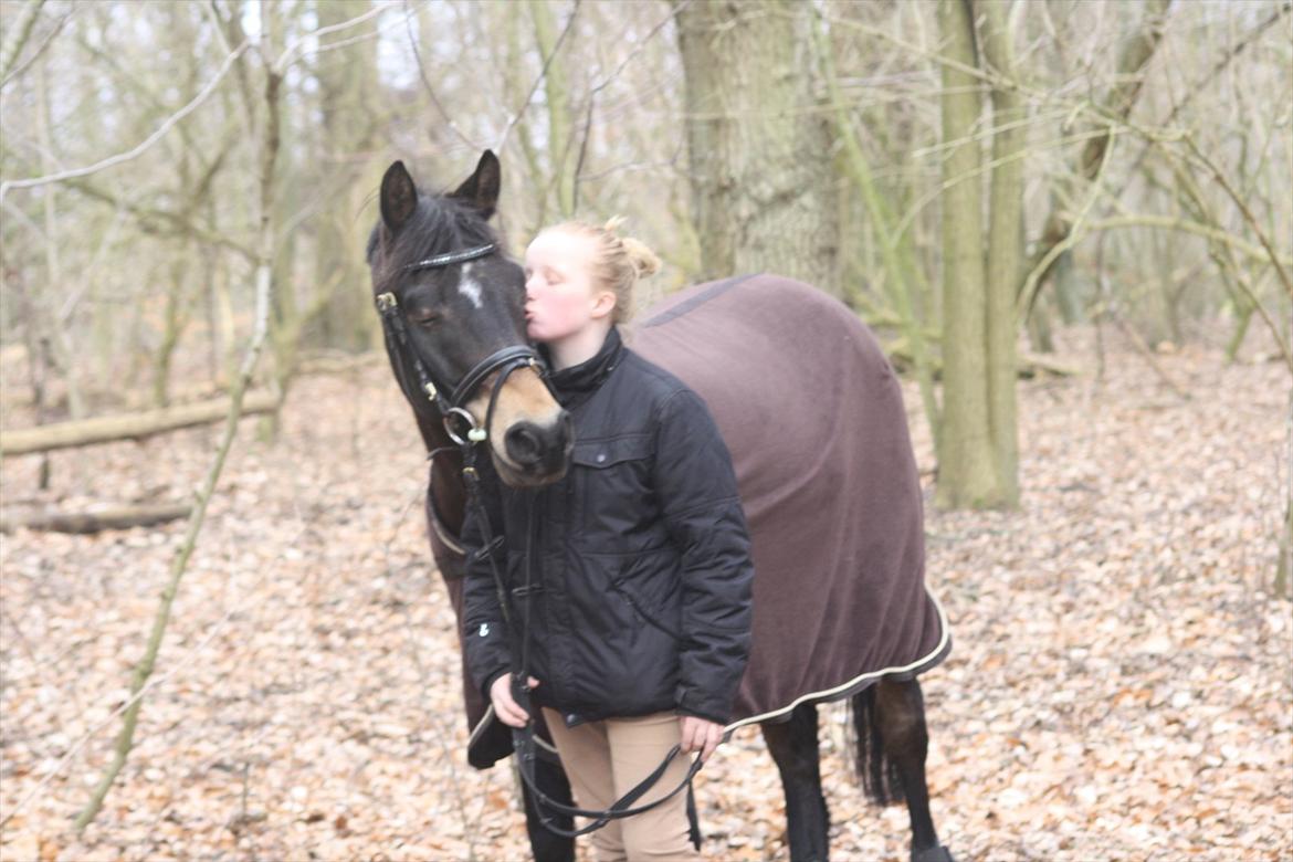 Hollandsk Sportspony Flipper<3 energibumben<3 billede 14