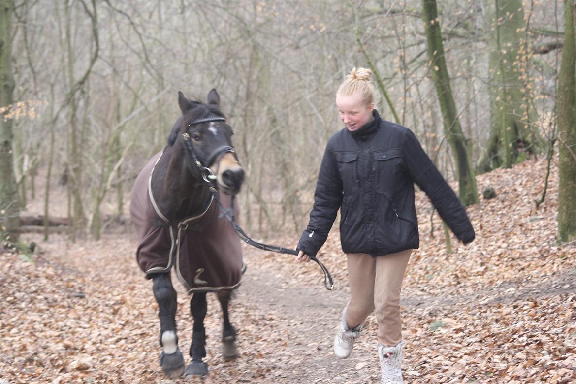 Hollandsk Sportspony Flipper<3 energibumben<3 billede 15