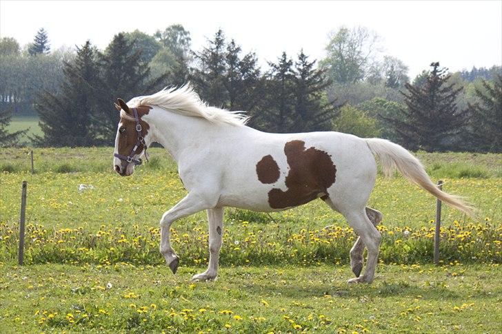 Pinto Blue Eyed Apache billede 7