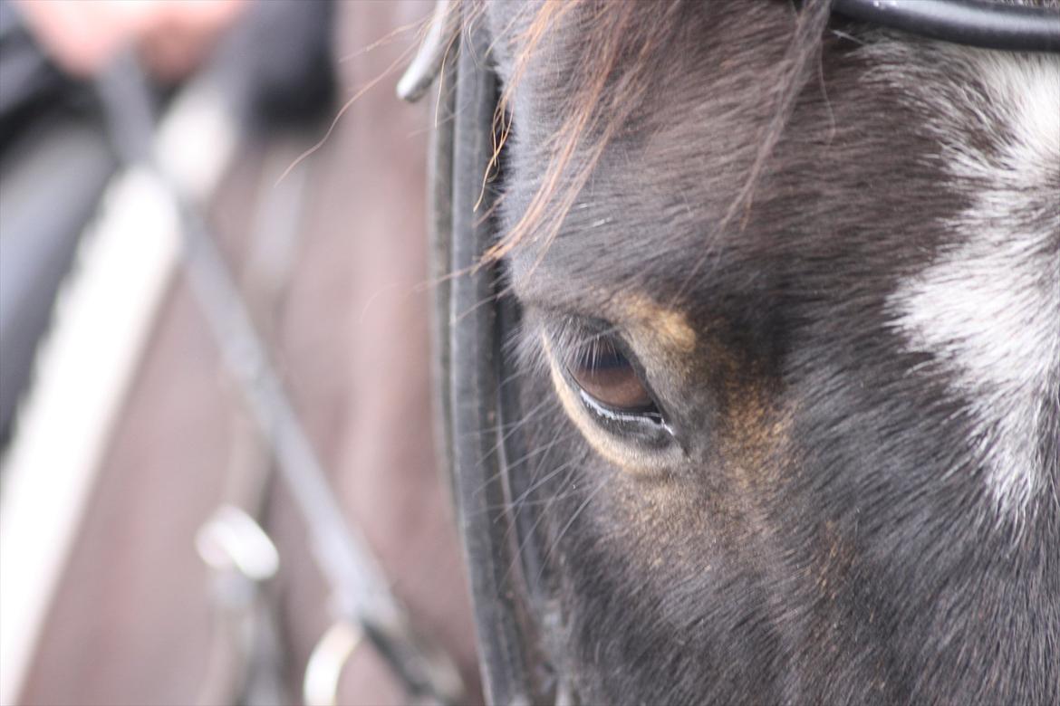 Hollandsk Sportspony Flipper<3 energibumben<3 billede 16