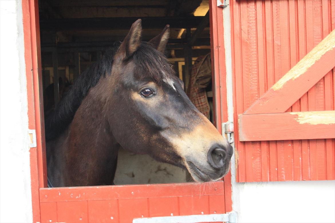 Hollandsk Sportspony Flipper<3 energibumben<3 billede 17