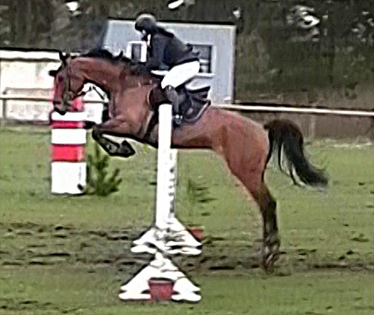 Dansk Varmblod Futura Light - La** grindsted billede 12