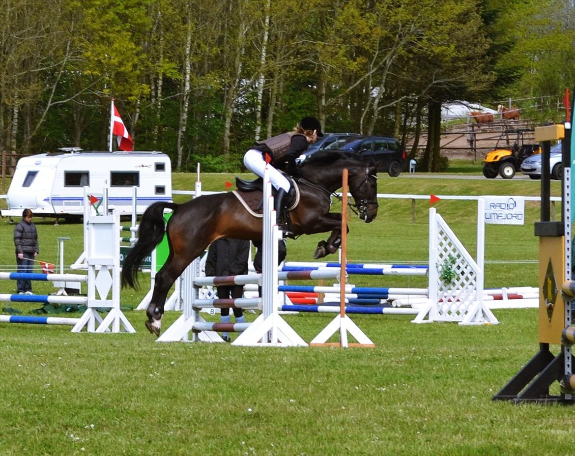 Welsh Cob (sec D) TECNO the WINNER billede 18
